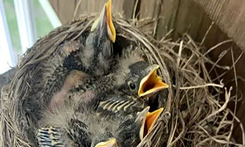 Baby Starlings in a Nest