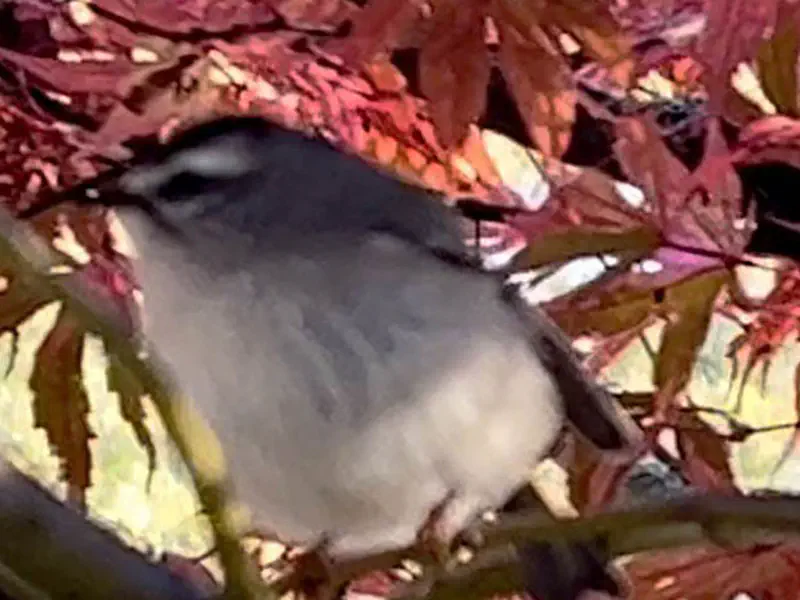Golden-Crowned Kinglet
