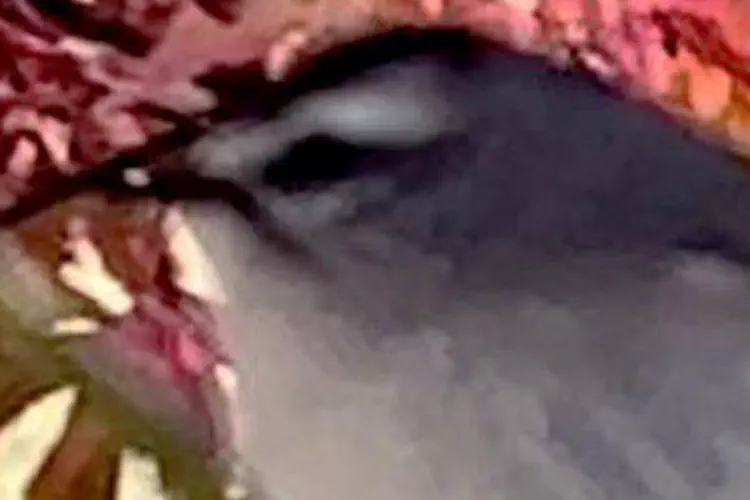 Golden-Crowned Kinglet
