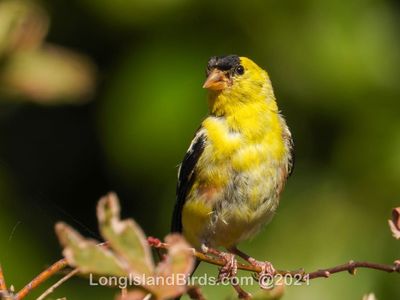 goldfinch.jpg