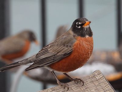 americanrobin.jpg