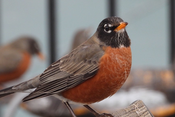 american robin