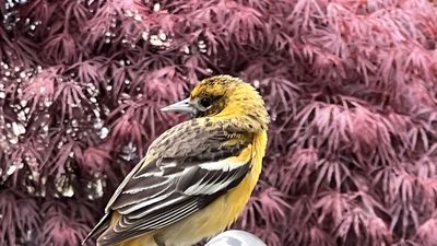 baltimore_oriole_female_20220503.jpg