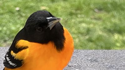 baltimore_oriole.jpg