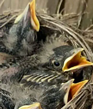 /images/birds/birdblog/babystarlings.jpg