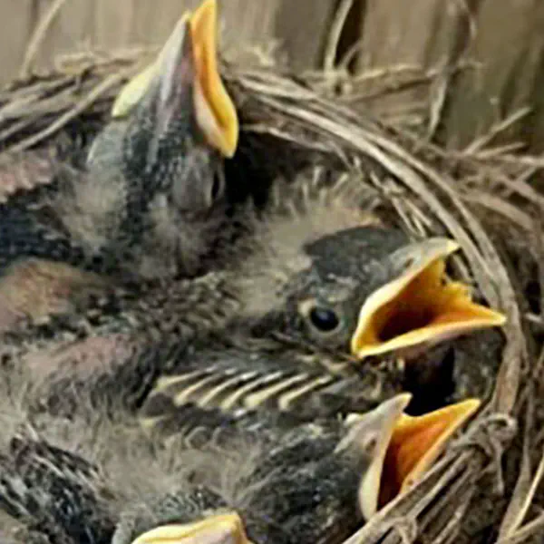 Baby Starlings in a Nest