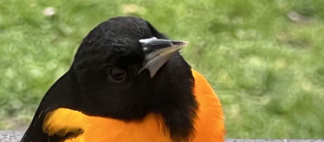 Baltimore Orioles Return to Long Island