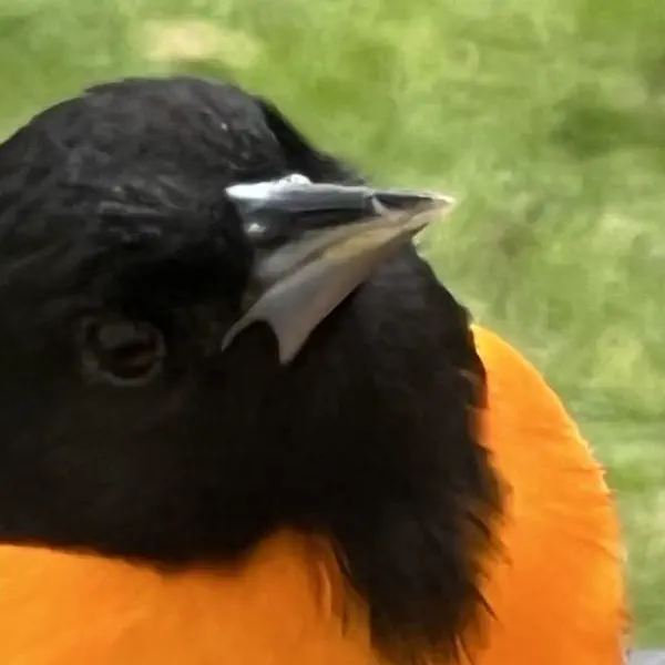 Baltimore Orioles Return to Long Island