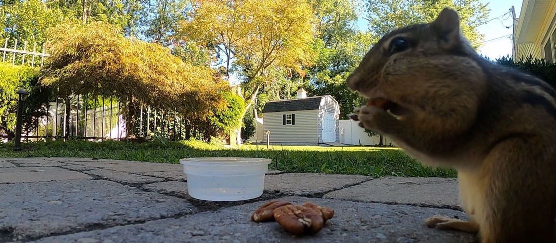 Chimpmunk having a Little Lunch