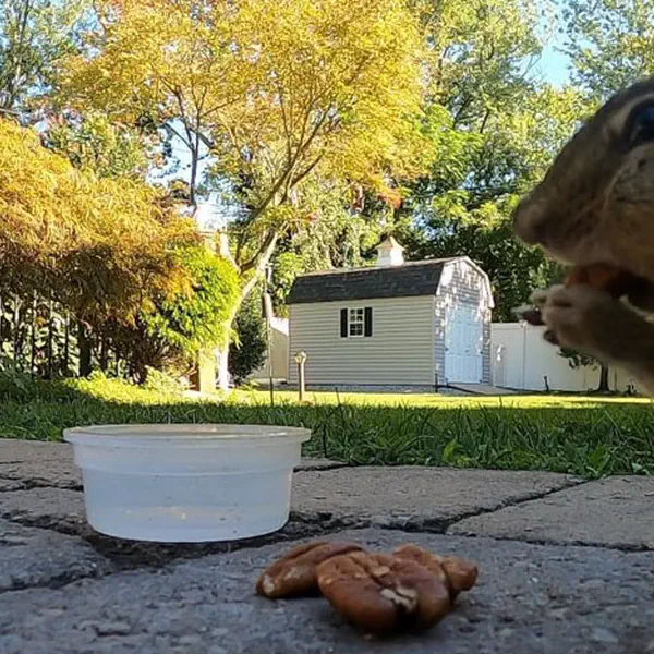 Chimpmunk having a Little Lunch