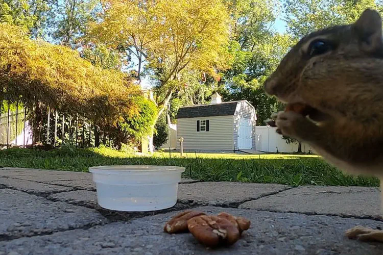 Chimpmunk having a Little Lunch