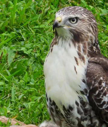 /images/birds/birdblog/cooper_hawk_rabbit.jpg