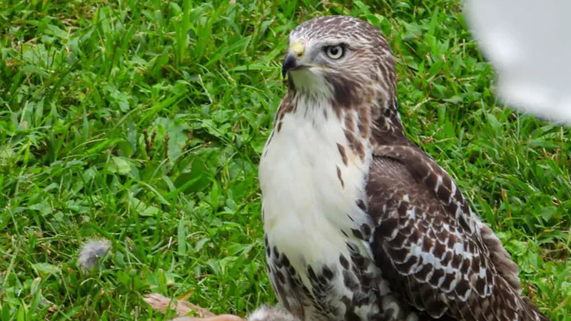 /images/birds/birdblog/cooper_hawk_rabbit.jpg