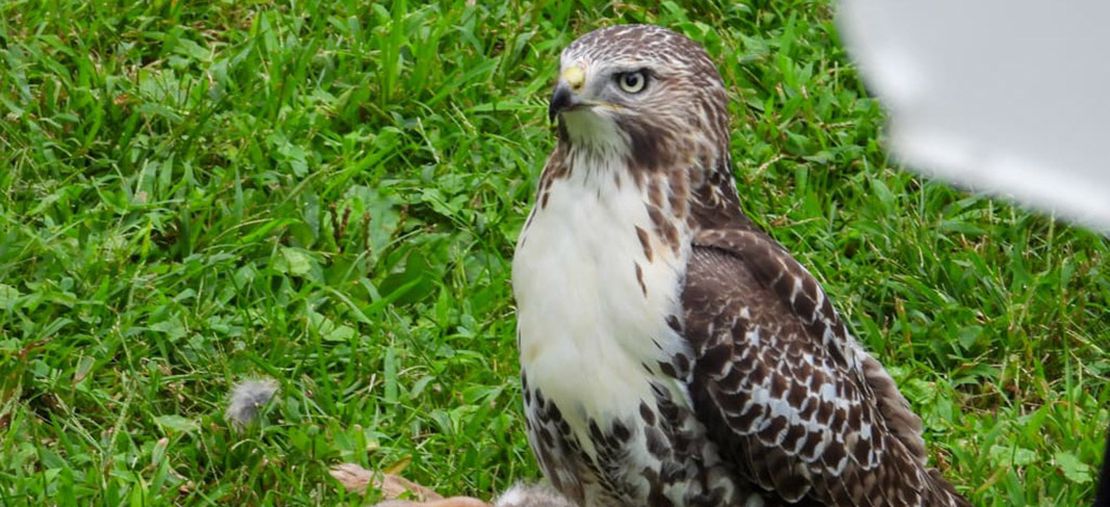 Hawk Eating Rabbit