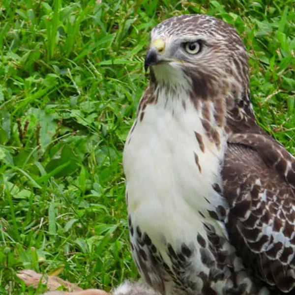 Hawk Eating Rabbit