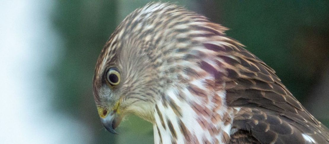 Cooper Hawk In Yard