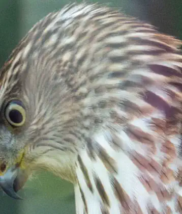 /images/birds/birdblog/cooper_hawk_yard.jpg