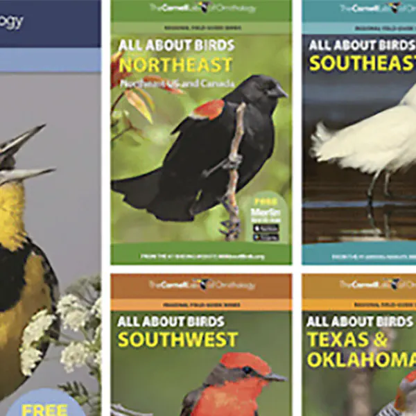 Cornell University Birds