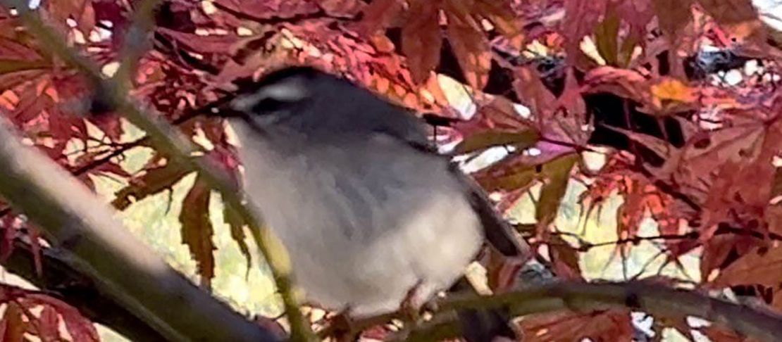 Golden-Crowned Kinglet