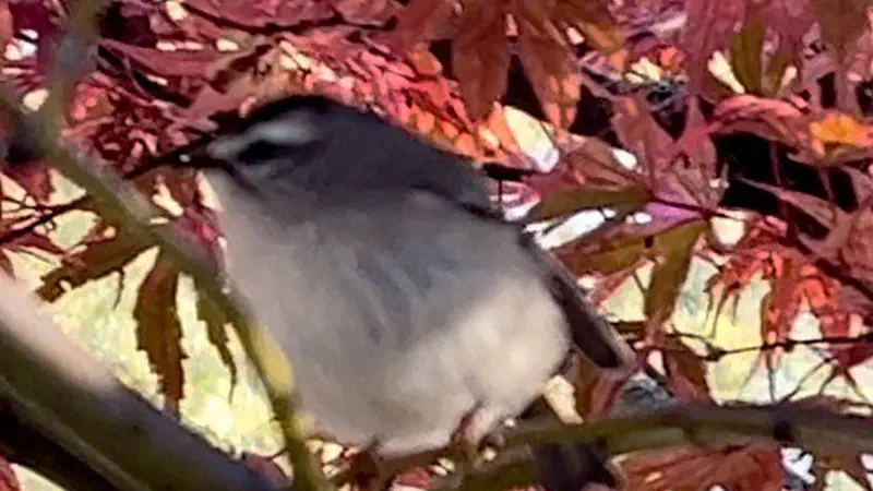 /images/birds/birdblog/golden-crowned-kinglet.jpg