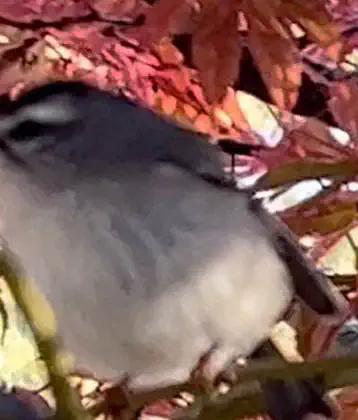 /images/birds/birdblog/golden-crowned-kinglet.jpg