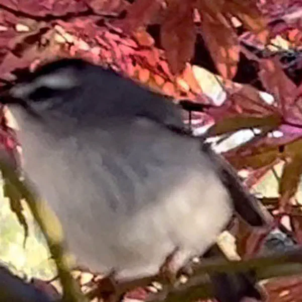 Golden-Crowned Kinglet