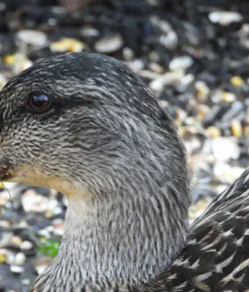 /images/birds/birdblog/mallard_duck_visit.jpg