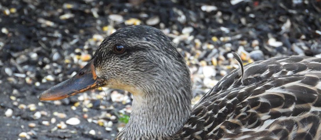 A Mallard Duck Visiting