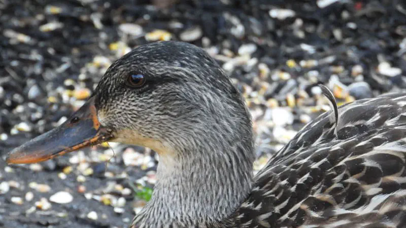 /images/birds/birdblog/mallard_duck_visit.jpg