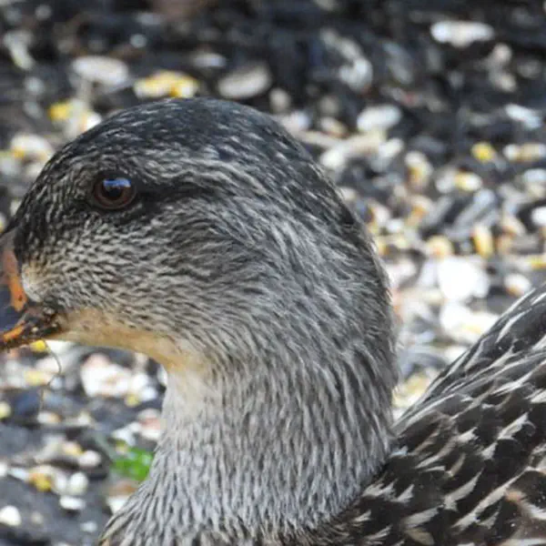 A Mallard Duck Visiting