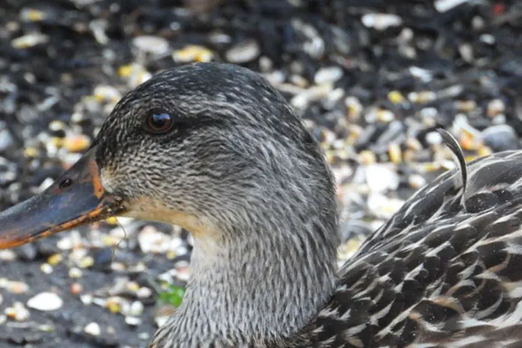A Mallard Duck Visiting
