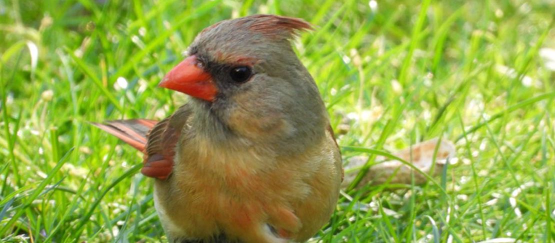 Northern Cardinal Female