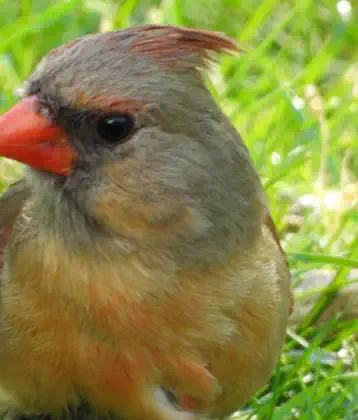 /images/birds/birdblog/northerncardinalfemale.jpg