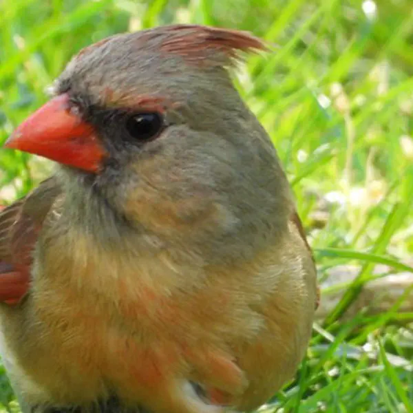 Northern Cardinal Female
