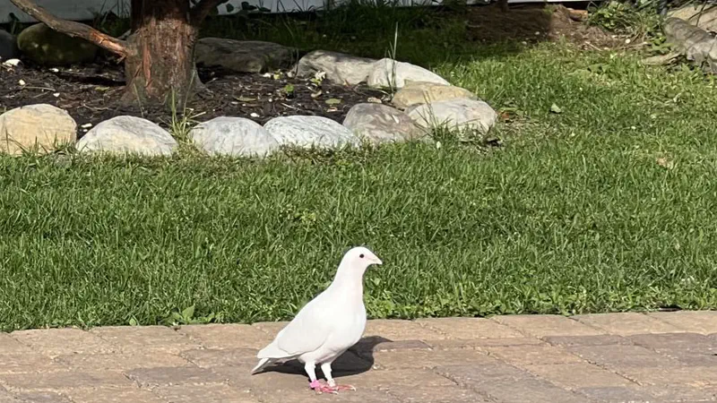 /images/birds/birdblog/pigeon_poolside.jpg