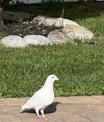 /images/birds/birdblog/pigeon_poolside.jpg