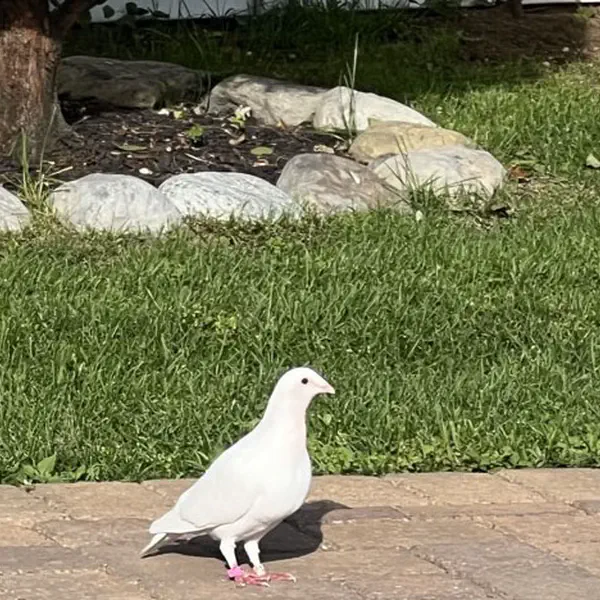 A White Pigeon Video