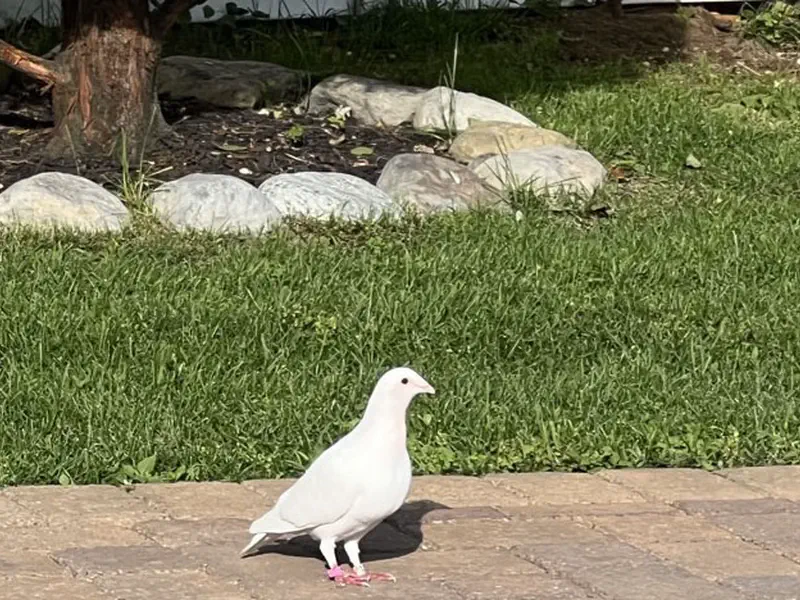 A White Pigeon Video