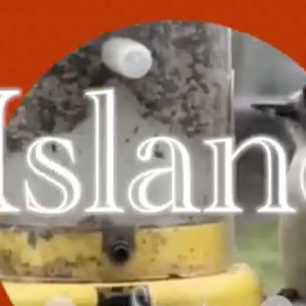 Long Island Birds Short