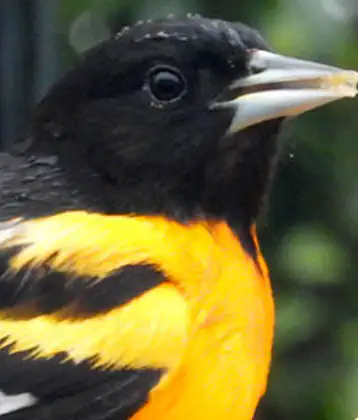 /images/birds/birdpage/baltimoreoriole.jpg