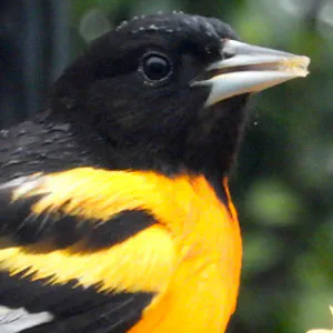 Baltimore Orioles