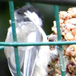 Black Capped Chickadee