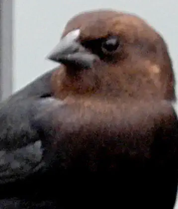 /images/birds/birdpage/brownheadedcowbird.jpg