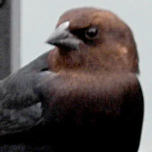 brown headed cowbird