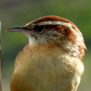 Carolina Wren