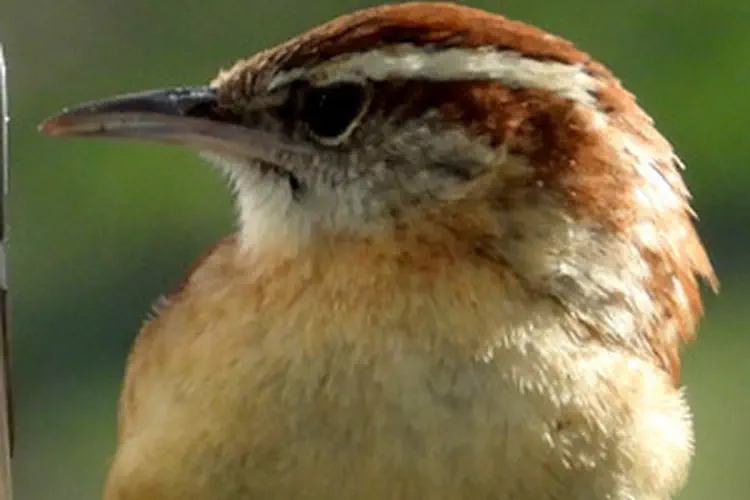 Carolina Wren