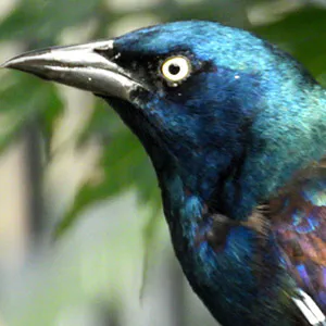 Common Grackle