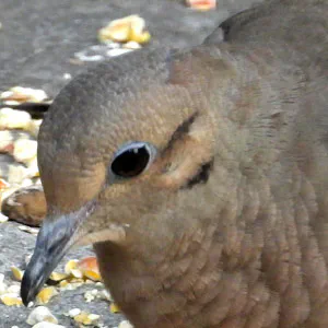 Mourning Dove