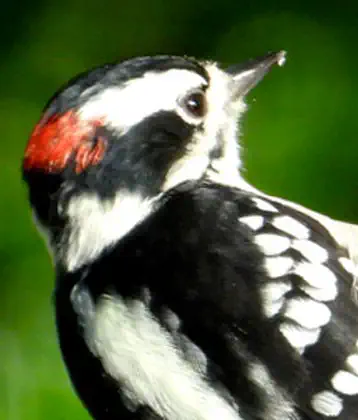 /images/birds/birdpage/downywoodpecker.jpg