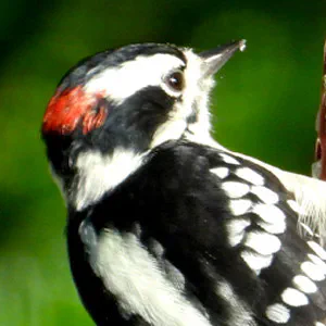 downy woodpecker